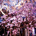 Ueno, Japan